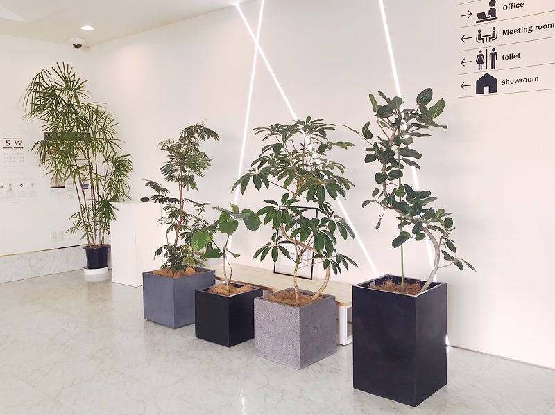 観葉植物勢ぞろい！新築 リフォームは徳島県 阿波市 プロジェクトホームで♪