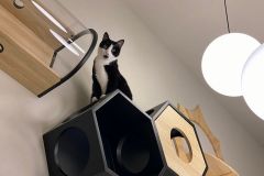  愛猫との風景　新築 リフォームは徳島県 阿波市 プロジェクトホームで♪